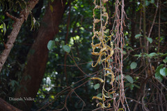 Calamus thwaitesii var. thwaitesii